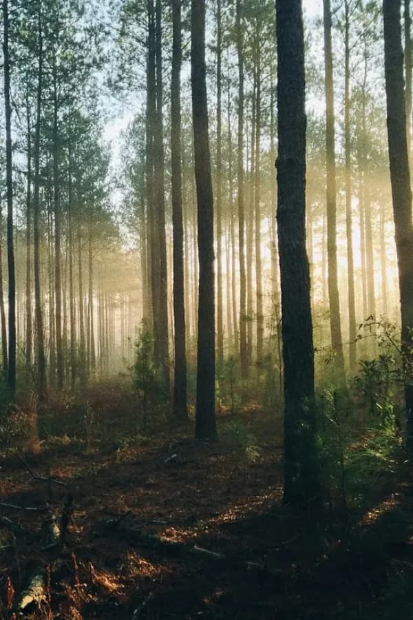 ‘Fierce Invalids Home From Hot Climates’ and How I Survived Three Days Alone